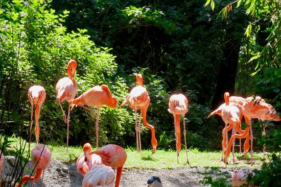 Zoológico de Chapultepec
